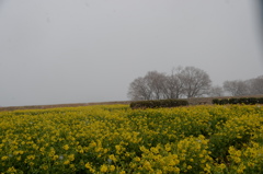 早咲き菜の花２