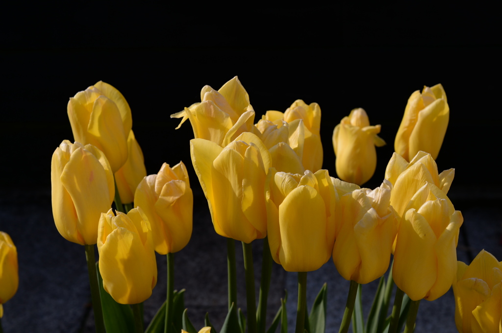 ｱｲｽﾁｭｰﾘｯﾌﾟ