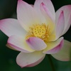 花開く