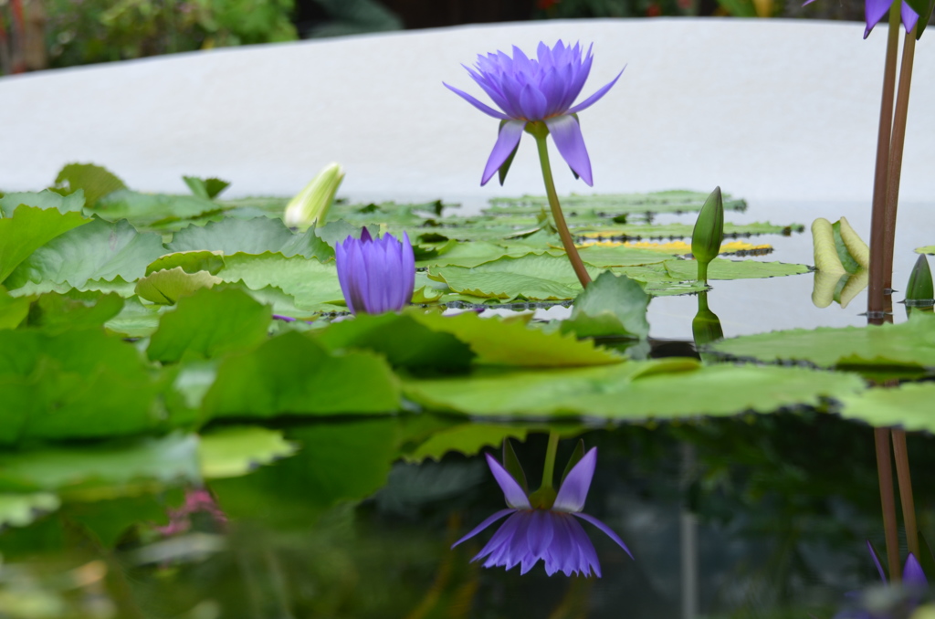睡蓮１