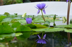 睡蓮１