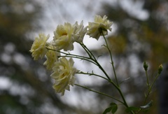 白薔薇の歌声