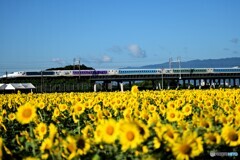 ひまわり畑から・・・・・