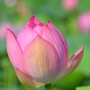 蓮５