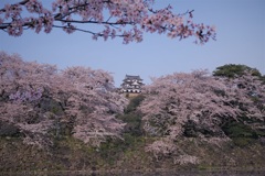 桜城