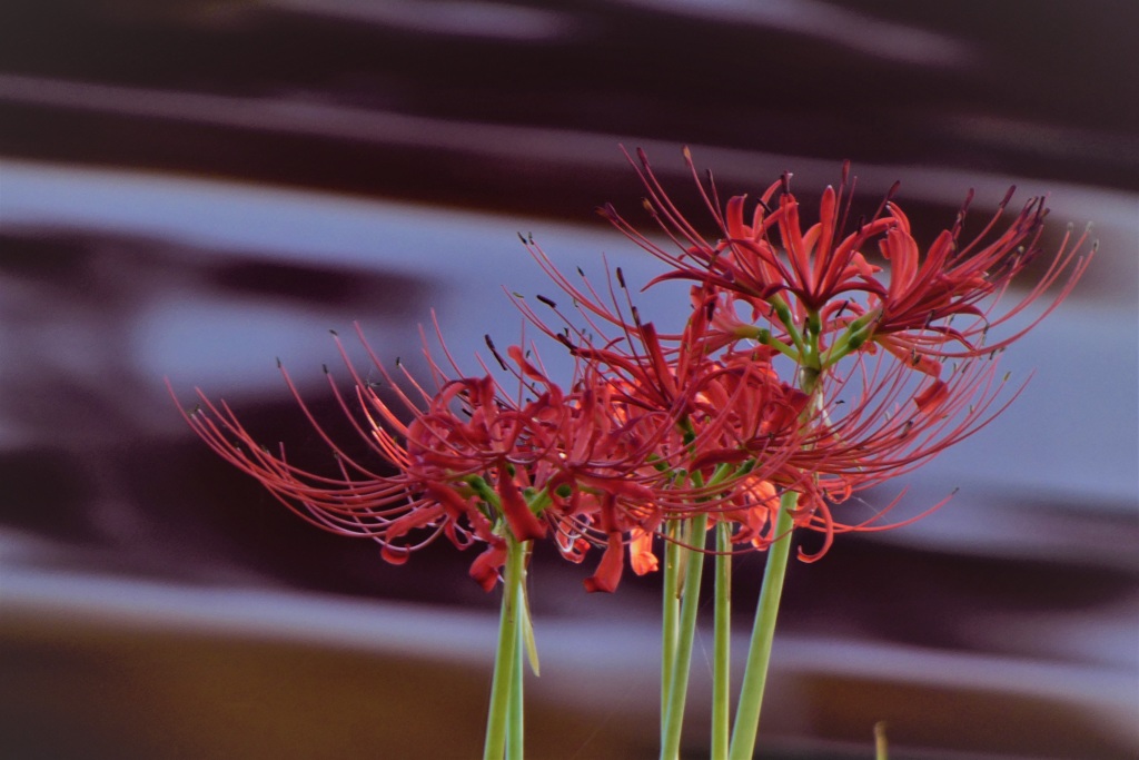 風の中の佇まい