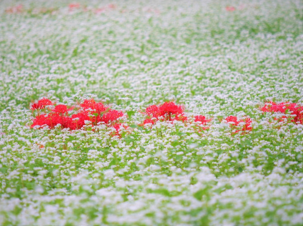 季節外れの雪に埋もれて・・・。