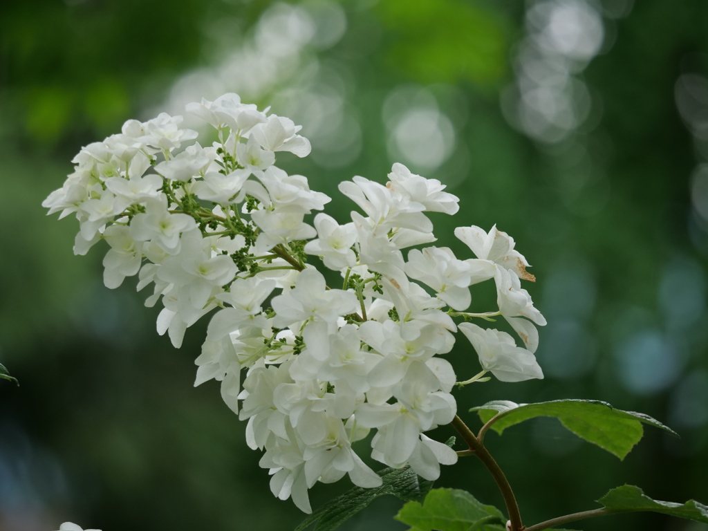 柏葉紫陽花