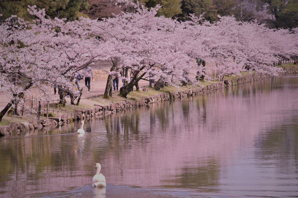 お花見だ！ワーイ！