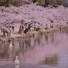 お花見だ！ワーイ！
