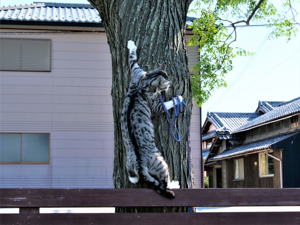 誰も登ってない木に登ってミルニャン！！