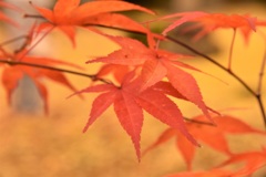 契り