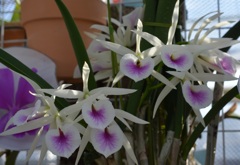 洋らんﾌｪｱ５