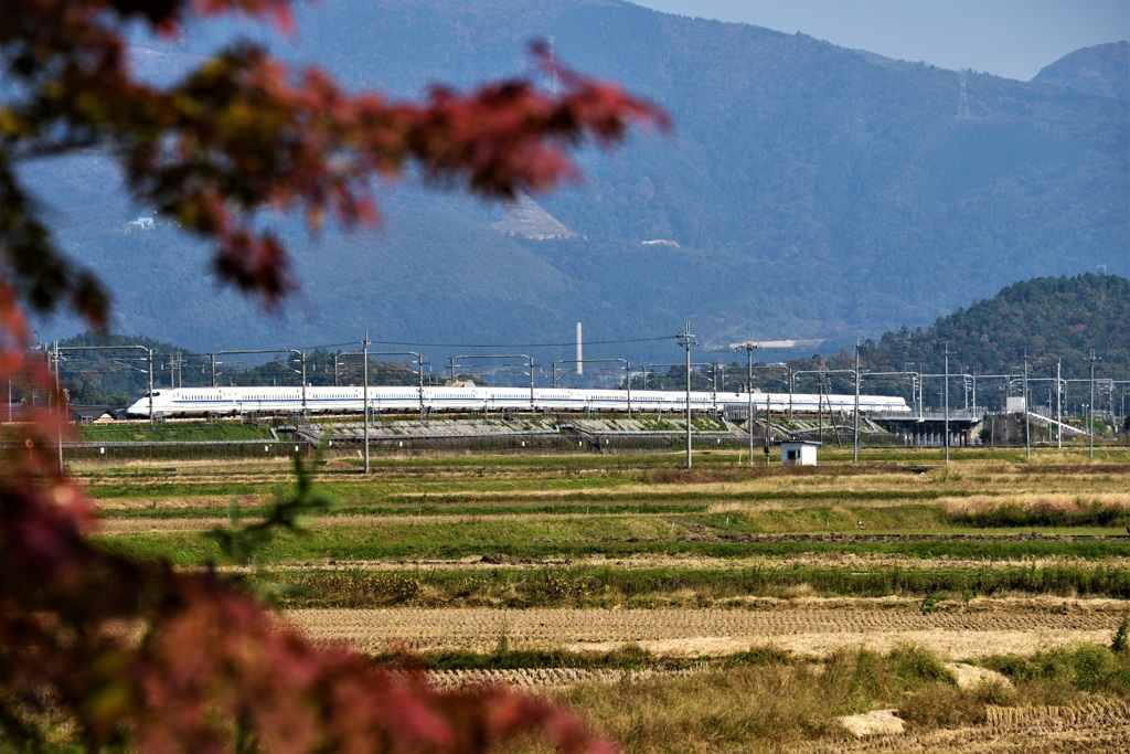 紅葉と新幹線