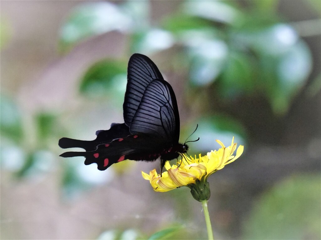 初夏のお客様