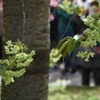 御衣黄２