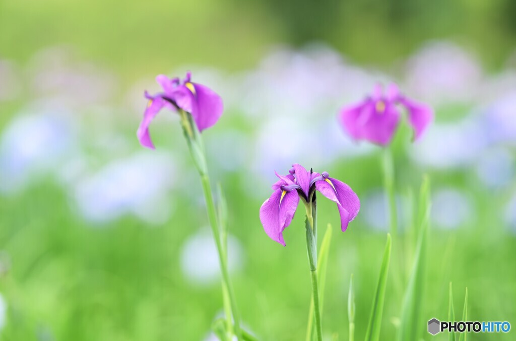 貴賓