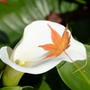 落ち葉４