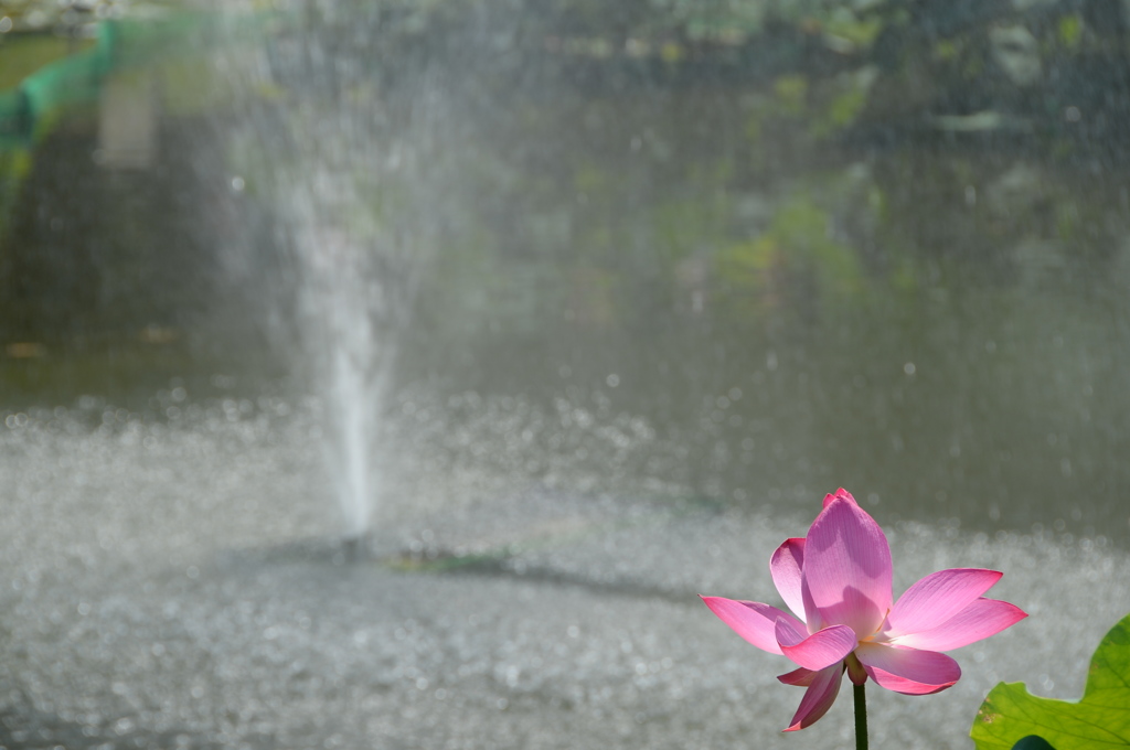 噴水と蓮２