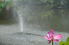 噴水と蓮２