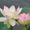 蓮５