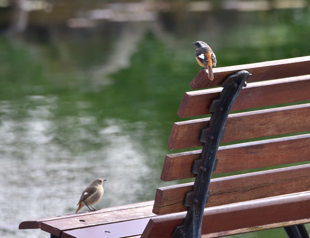 コミニケーション