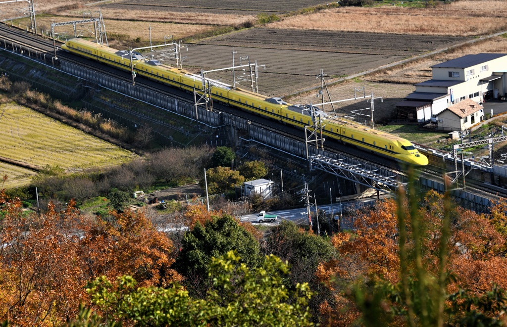 紅葉とイエロー