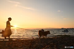 夕暮れのお散歩