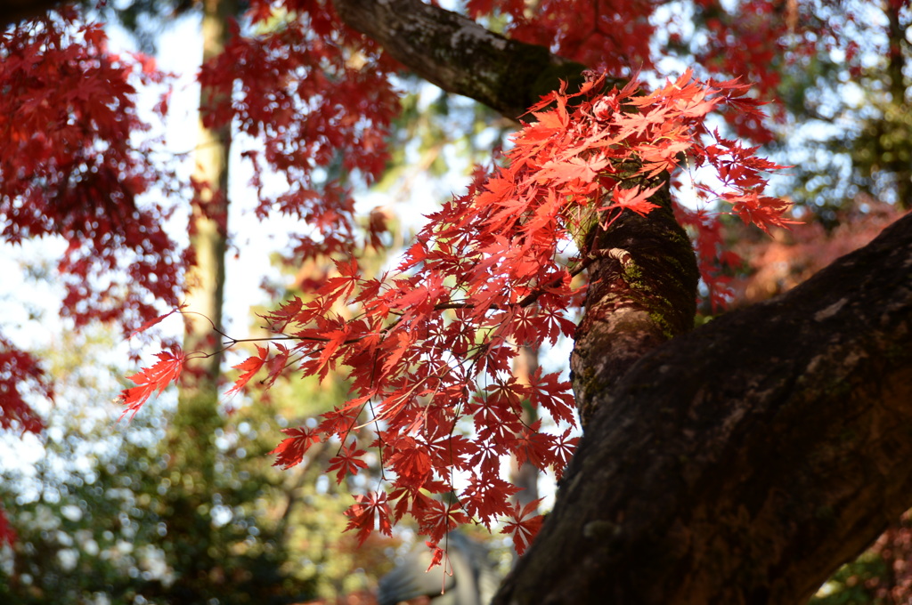 血染めの紅葉１
