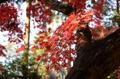 血染めの紅葉１