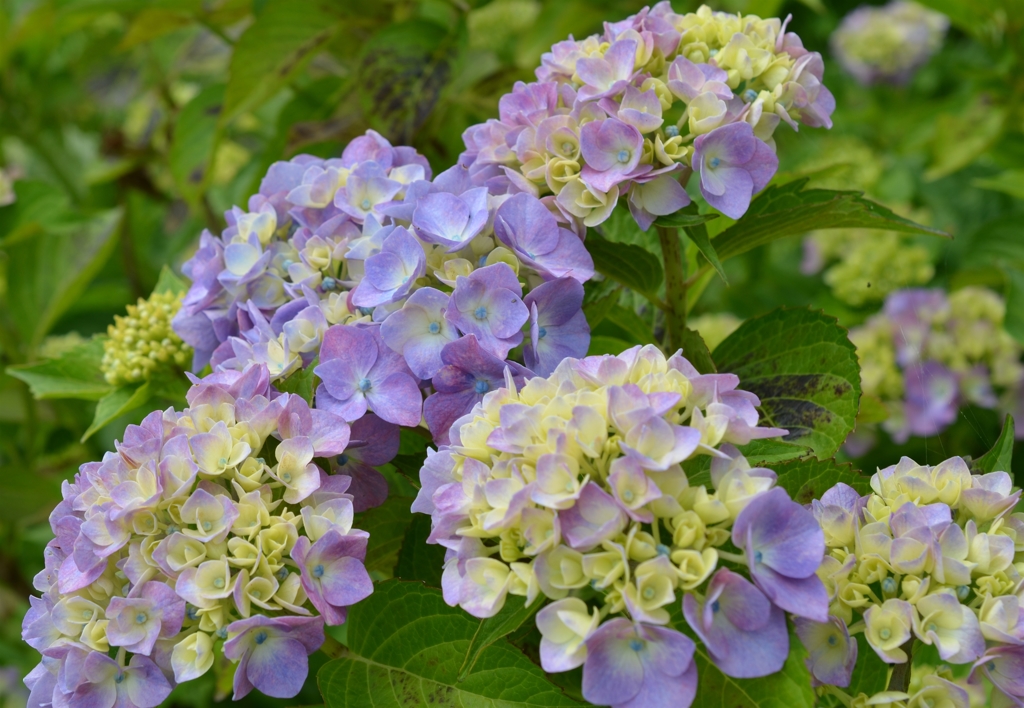 全長寺の紫陽花４