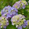 全長寺の紫陽花４