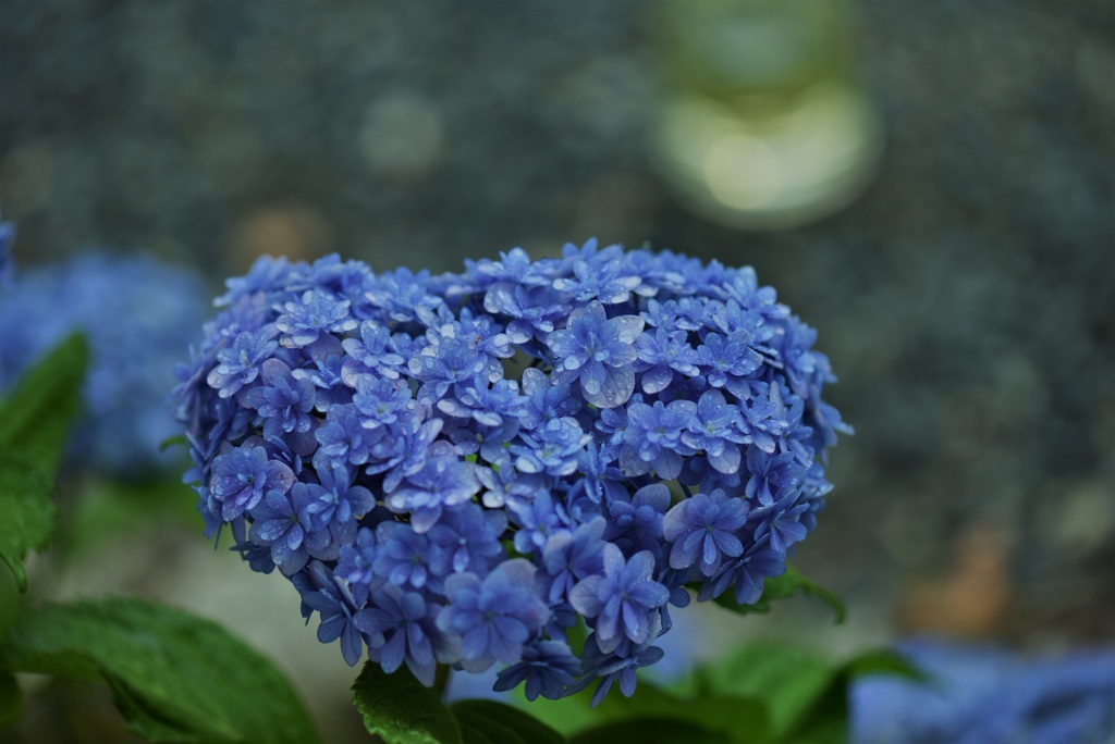 ハートムーンと紫陽花