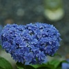 ハートムーンと紫陽花