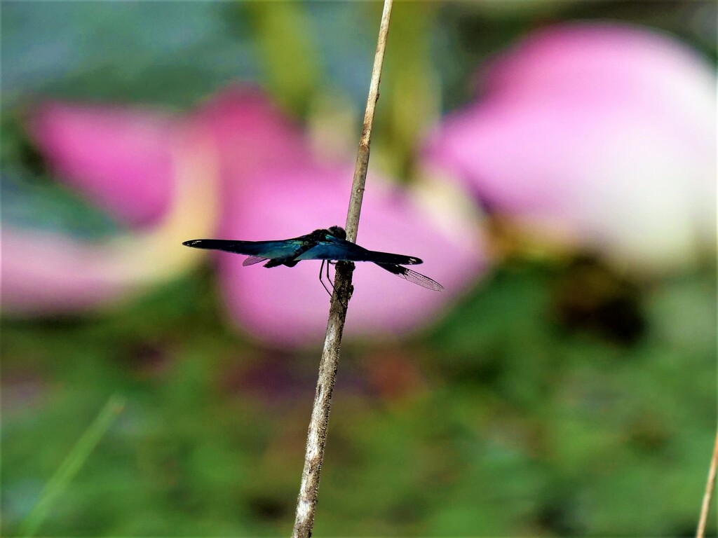 蓮池にて・・・