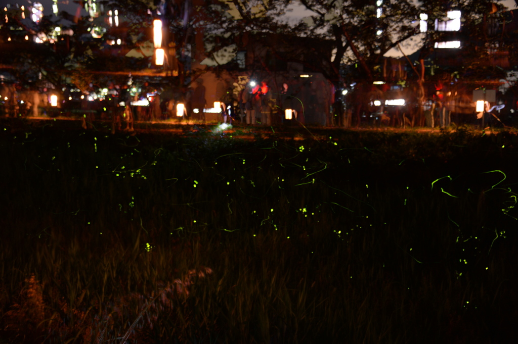 蛍ｺﾝﾎﾟｼﾞ