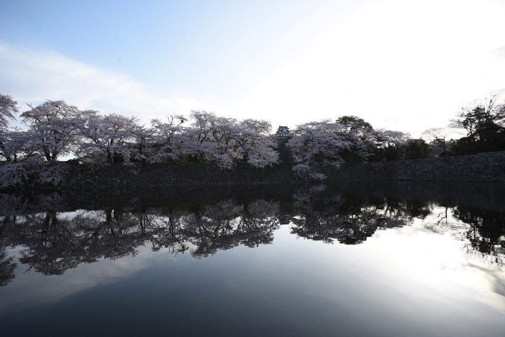 彦根城桜景2