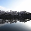 彦根城桜景2