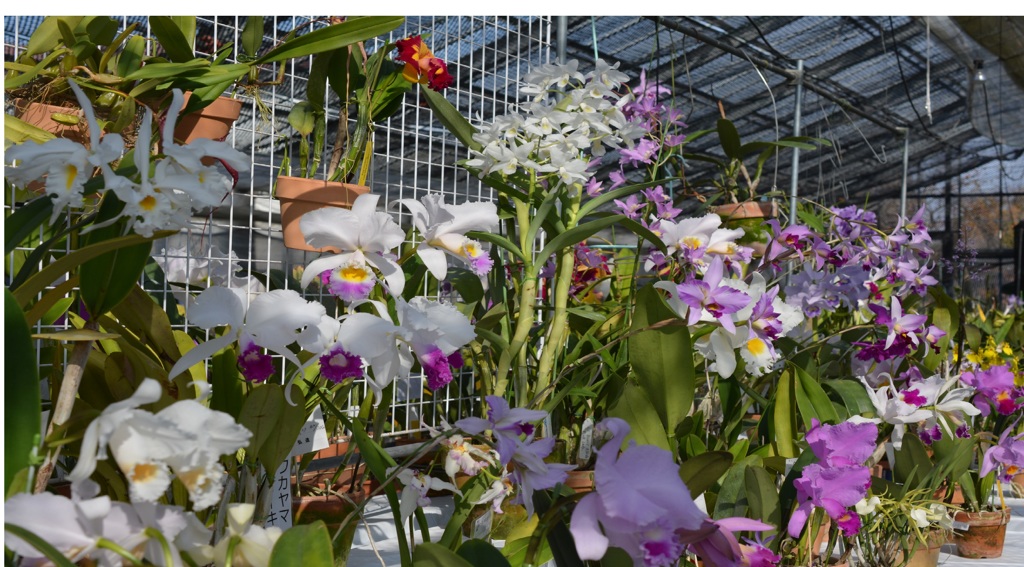 洋らんﾌｪｱ１