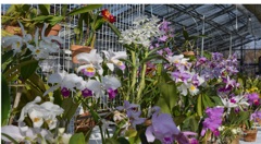 洋らんﾌｪｱ１