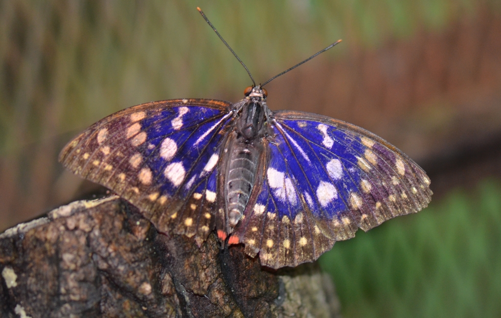 ｵｵﾑﾗｻｷ蝶３