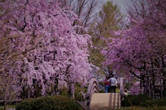 桜橋のふたり