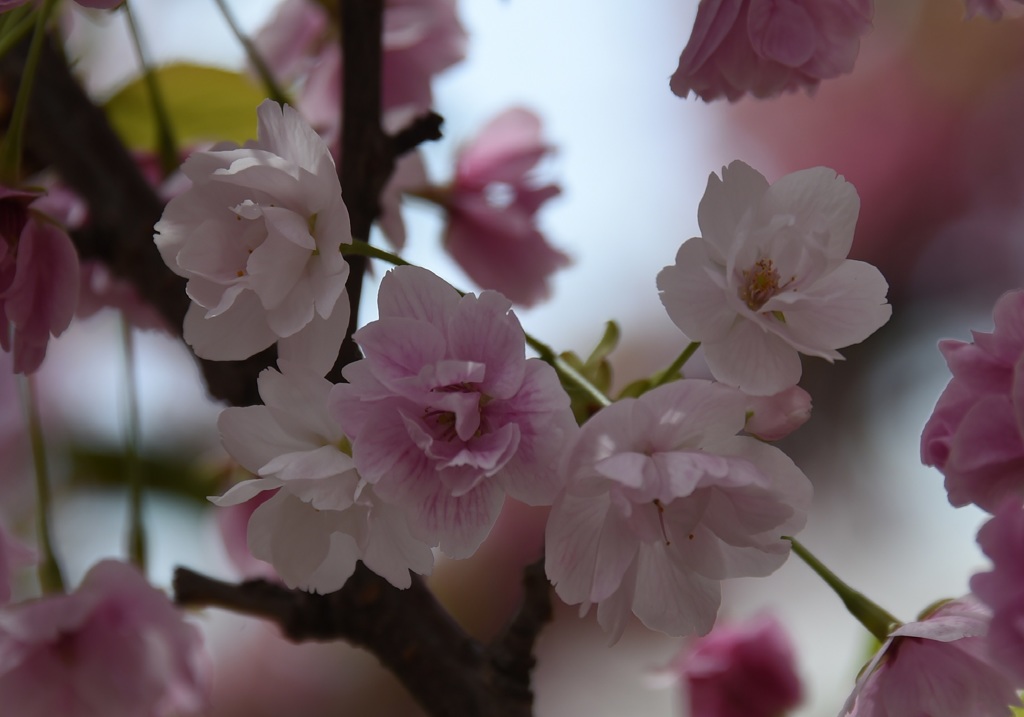 雀部桜３
