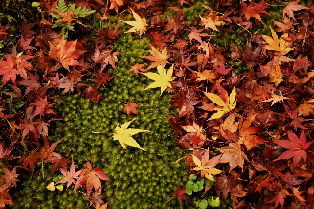 紅と緑の境界に黄色