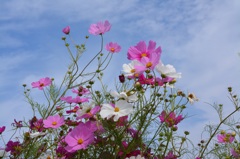 ﾀﾞﾝｽ!ﾀﾞﾝｽ！！