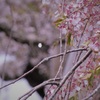 ひ・と・ひ・ら