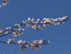 桜３