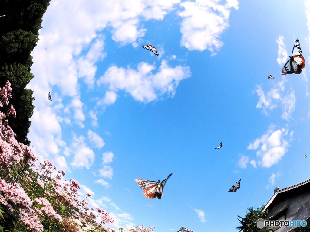 青空乱舞