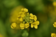 春告花のささやき
