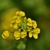 春告花のささやき